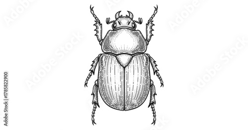Detailed black and white intricate line drawing of a beetle
