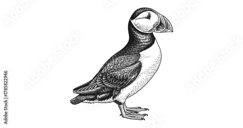 Detailed vintage puffin drawing with monochrome style in profile view