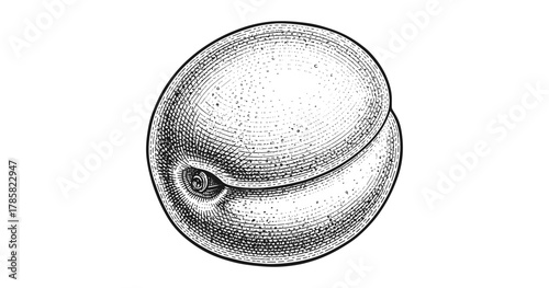 Detailed vintage peach sketch illustrating natural fruit design