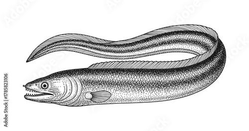 Detailed ink drawing of long eel fish with textured scales and fins in vintage style