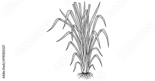 Botanical drawing of lemongrass plant with roots and leaves in black and white