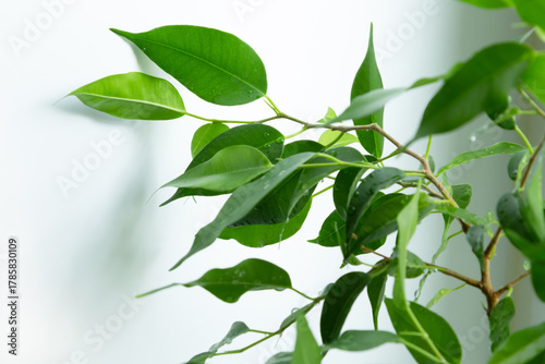 Branch of Ficus benjamina closeup on white background