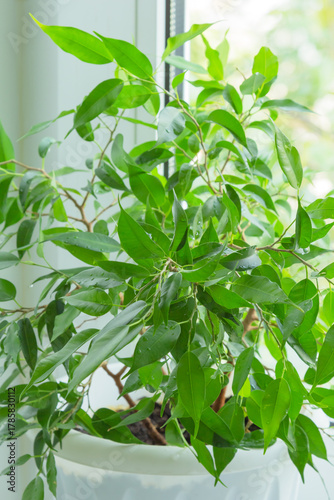 Ficus benjamina in a pot on a white windowsill. Urban comfort in home. Crop