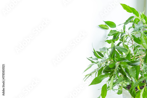 Branch of Ficus benjamina closeup on white background with copy space