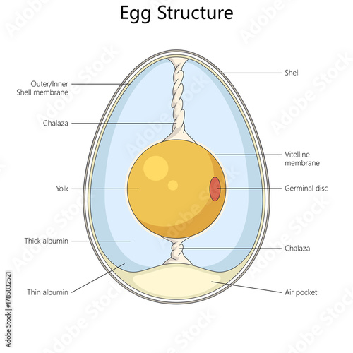Fotografie internal structure of a chicken egg, with labeled parts for biology or food science use diagram hand drawn schematic raster