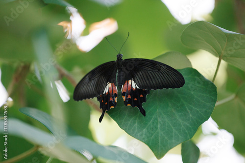 A tropical butterfly sits on a green leaf of a tree. Papilio polytes