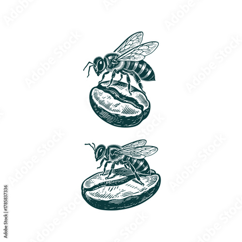Vintage engraving illustration of a honey bee resting atop a single coffee bean