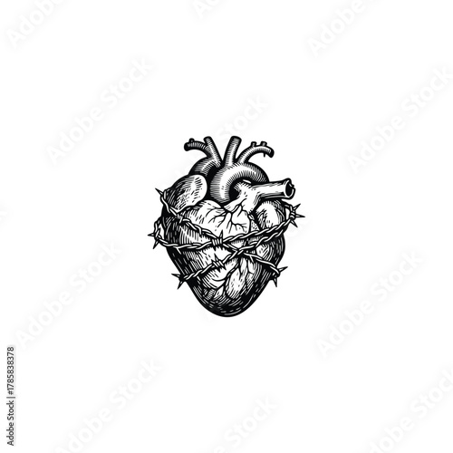 Vintage engraving illustration of an anatomical human heart wrapped tightly in sharp barbed wire