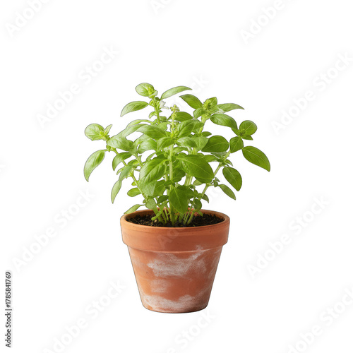 Wallpaper Mural A Small Green Basil Plant in a Terracotta Pot with White Accents Isolated on a Transparent Background Torontodigital.ca