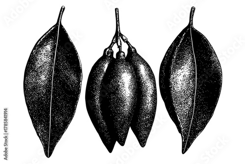 Elegant Leafy Olives Black White | Clean, isolated vector art for creative projects.