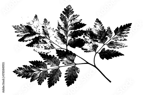 Elegant Leafy Artistry: Delicate, Black White Botanical Illustration | Clean, isolated vector art for creative projects.