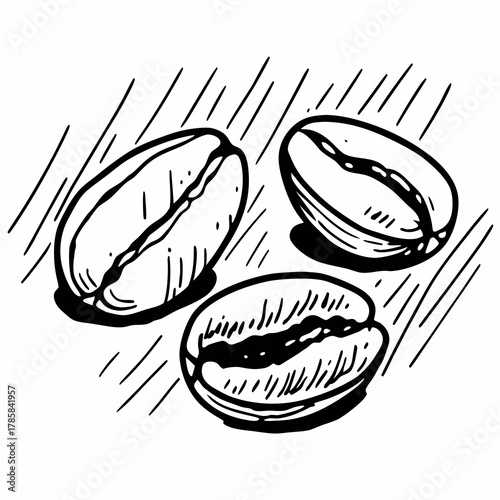 Hand drawn Coffee Beans Sketch Illustration