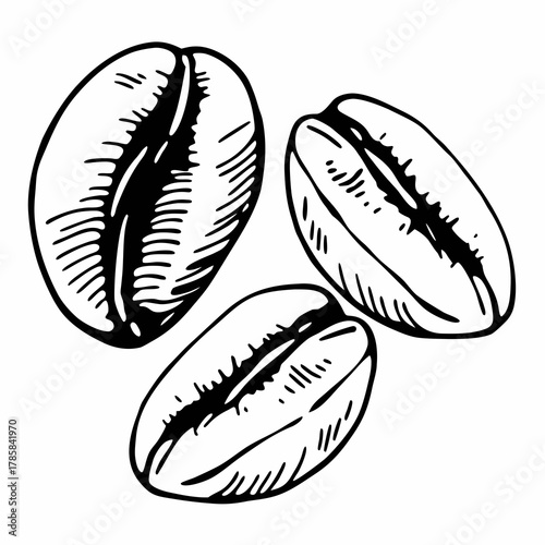 Hand drawn Coffee Beans Sketch Illustration