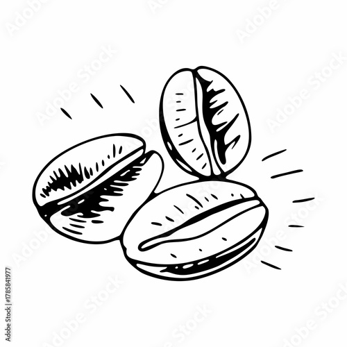 Hand drawn Coffee Beans Sketch Illustration