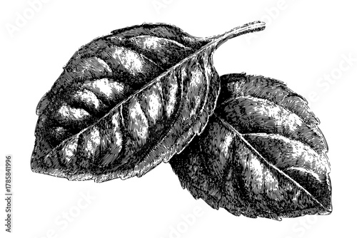 Basil's Bounty: Delicate Details | Clean, isolated vector art for creative projects.