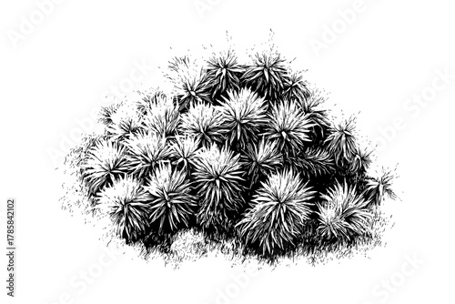 celestial coral deep sea | Clean, isolated vector art for creative projects.