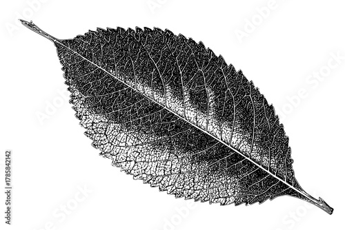 Elegant monochrome leaf pattern - detailed study nature's intricate leaf scar design | Clean, isolated vector art for creative projects.