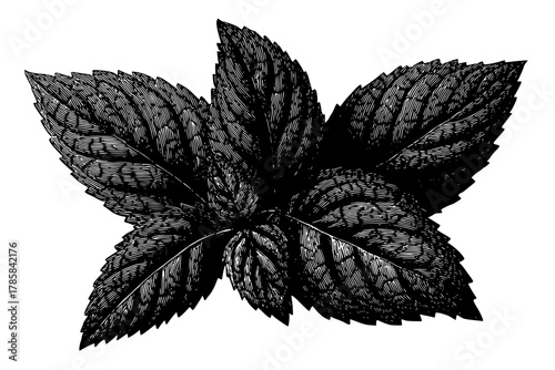 Elegant Black White Floral Art | Clean, isolated vector art for creative projects.