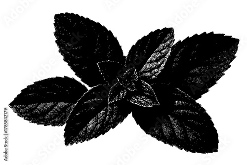 Whispers Nature: Spearmint Leaf's Symphony Black White | Clean, isolated vector art for creative projects.