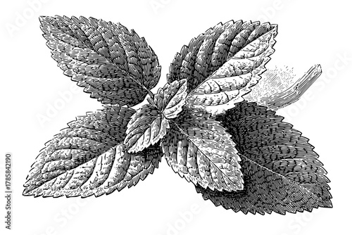 Whispers Classic Herb | Clean, isolated vector art for creative projects.