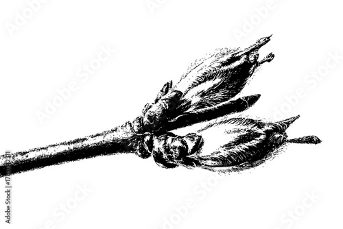 Silken Sapling: Close- Study Nature's Artistry | Clean, isolated vector art for creative projects.