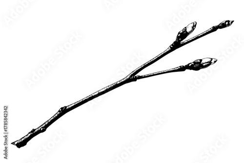 Artful Abstraction: Branching Out | Clean, isolated vector art for creative projects.