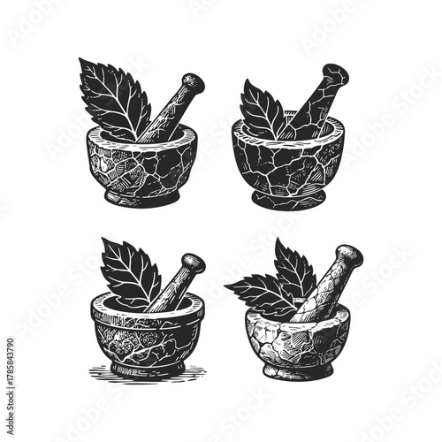 Set of four vintage engraving illustrations showing a mortar and pestle with fresh herbs or leaves inside