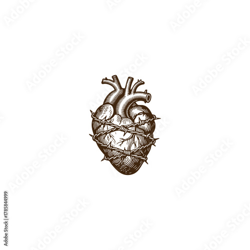 Vintage engraving illustration of an anatomical human heart wrapped tightly in sharp barbed wire
