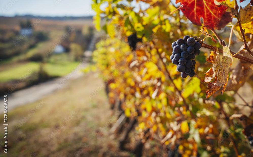 Fototapeta premium Bunches of black grapes on branches in a vineyard, autumn landscape and background
