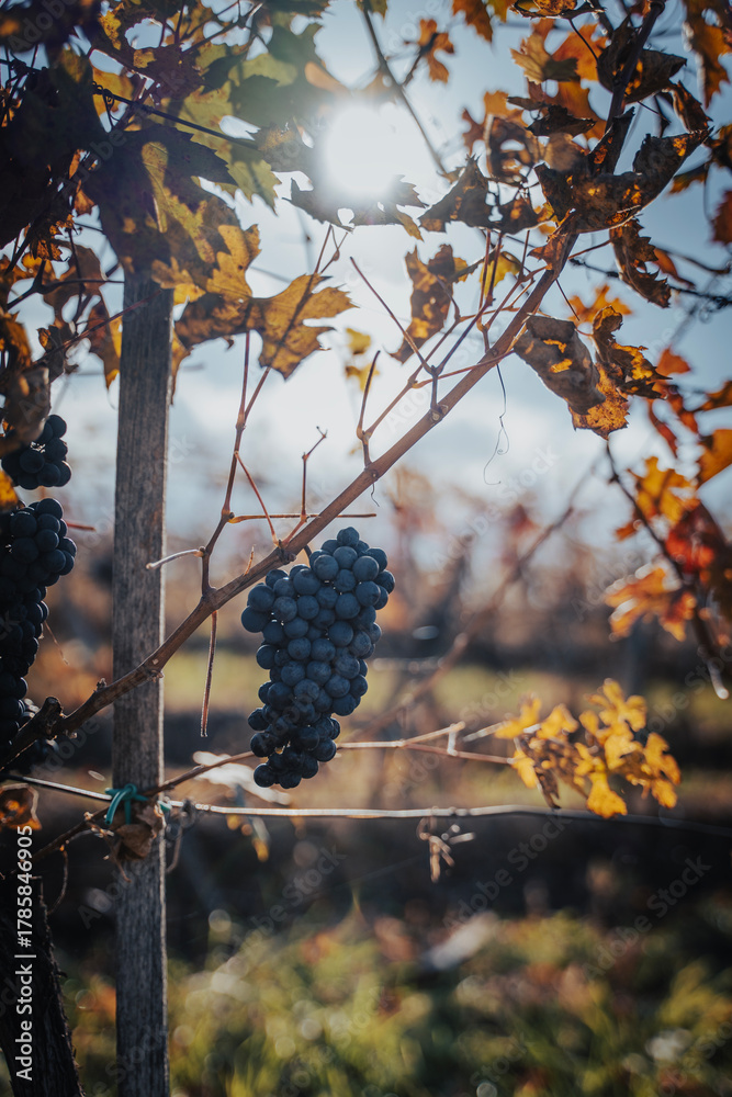 Fototapeta premium Bunches of black grapes on branches in a vineyard, autumn landscape and background