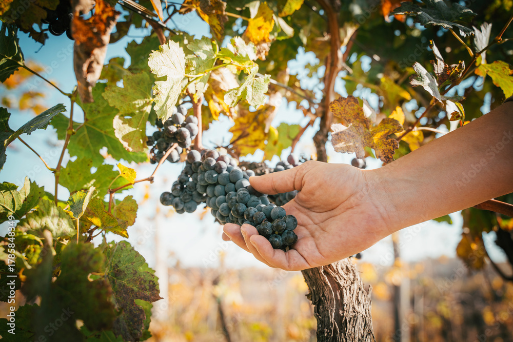 Naklejka premium Human hand holding a bunch of black grapes, outdoor.