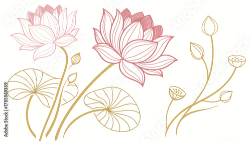 Elegant line art illustration of blooming pink lotus flowers with detailed petals and accompanying leaves and buds on a white background.