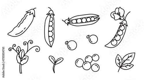 Collection of hand drawn pea pods peas and sprouts in a simple outline silhouette style