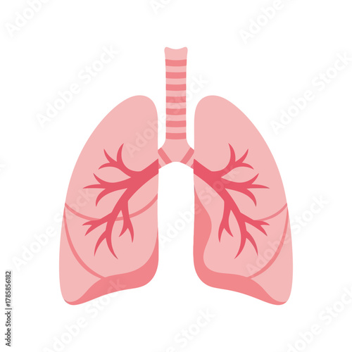 Healthy human lungs and trachea respiratory system flat design illustration icon