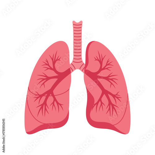 Human lungs anatomy illustration. healthy respiratory system organ icon. medical vector graphic.