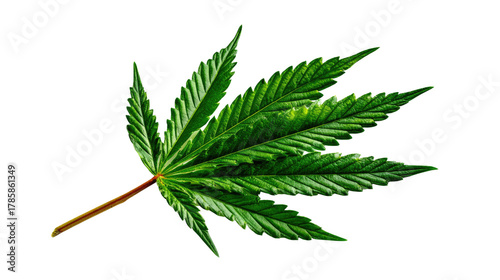 Cannabis Leaf: Isolated close-up of a vibrant green cannabis leaf, showcasing its intricate details and texture. A symbol of nature's artistry and the plant's unique structure.
