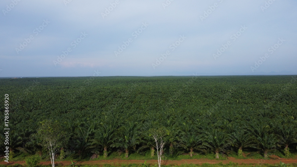 Obraz premium Roads flanked by oil palm plantations in a mountainous area of natural stone