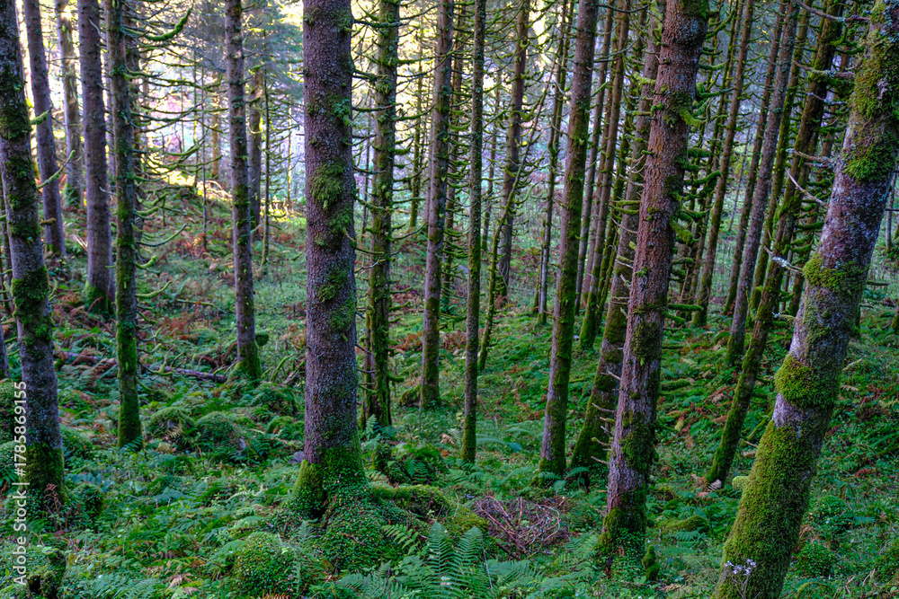 Obraz premium the area surrounding the Krimml waterfalls in Austria