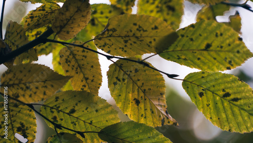 Macro view of yellow leaves with green spots hanging on a tree during early autumn