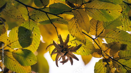 Cluster of yellow autumn leaves and dried seed pods illuminated by sunlight through the canopy