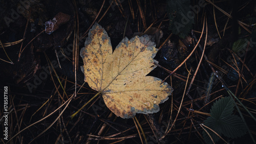 Close-up of dry maple leaf on forest floor among pine needles and shadows