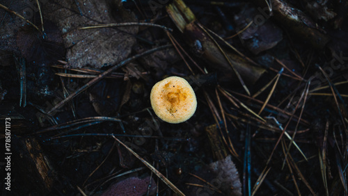 Top-down view of small orange mushroom on dark forest soil surrounded by leaves and pine needles