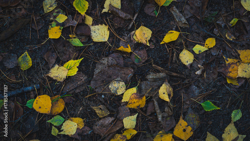Fallen yellow and brown leaves scattered on forest ground during autumn