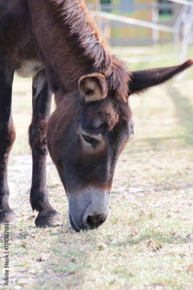 Fototapeta premium animaux de la ferme