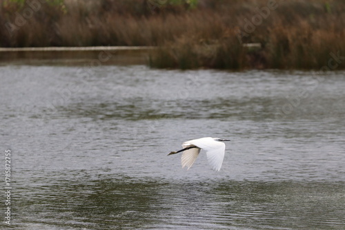 Hérons aigrettes cygnes 