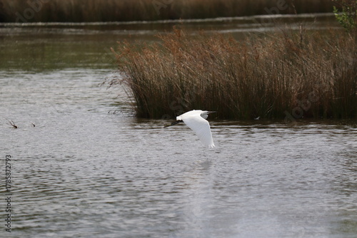 Hérons aigrettes cygnes 
