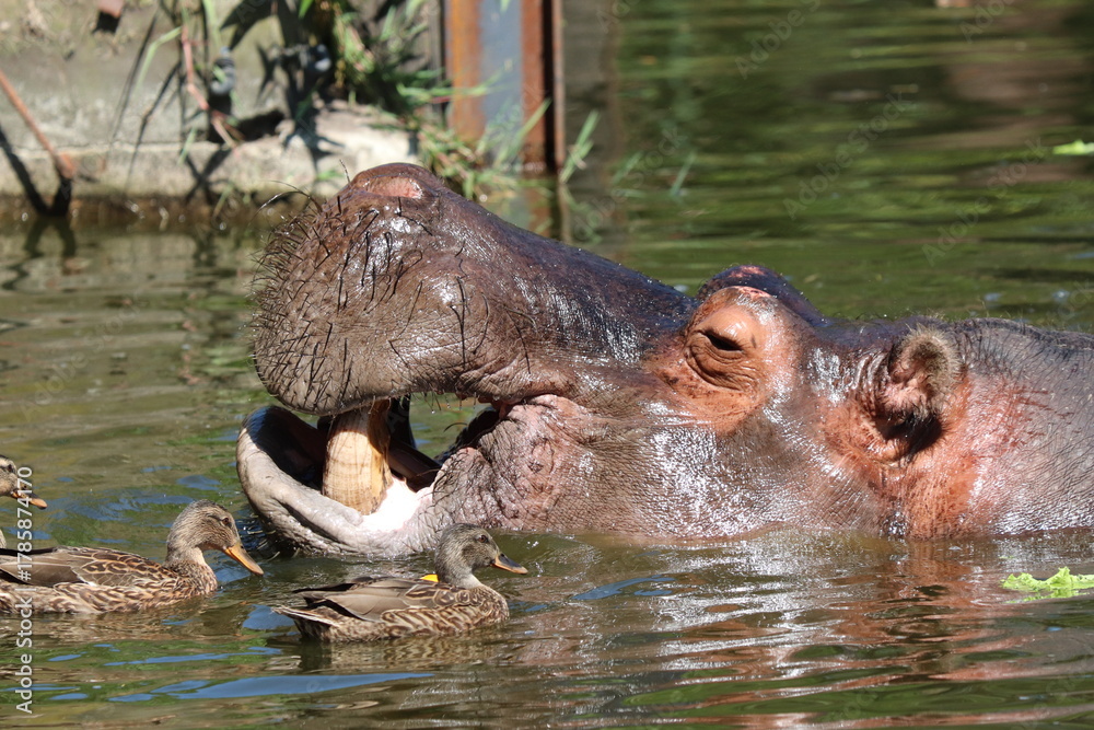 Fototapeta premium Zoo