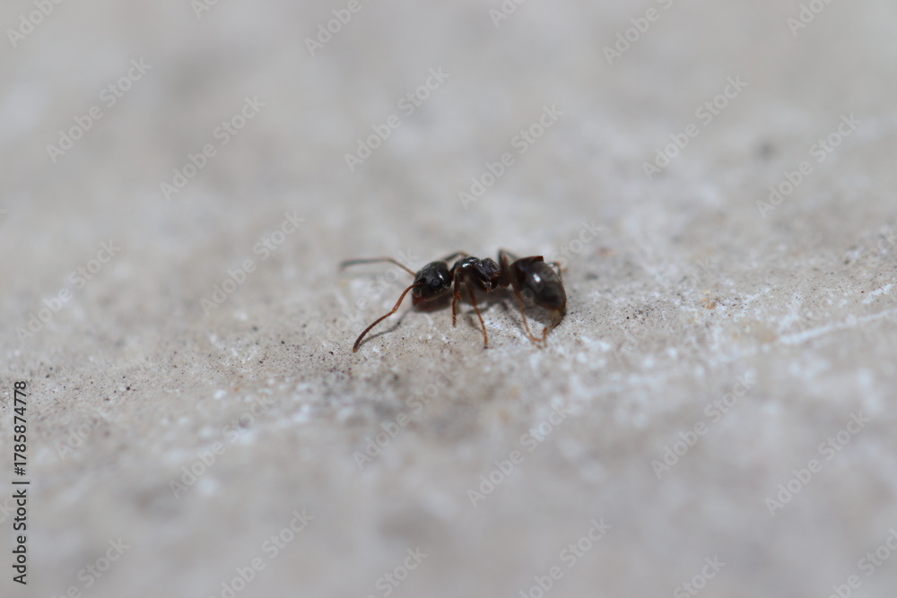 Fototapeta premium fourmis