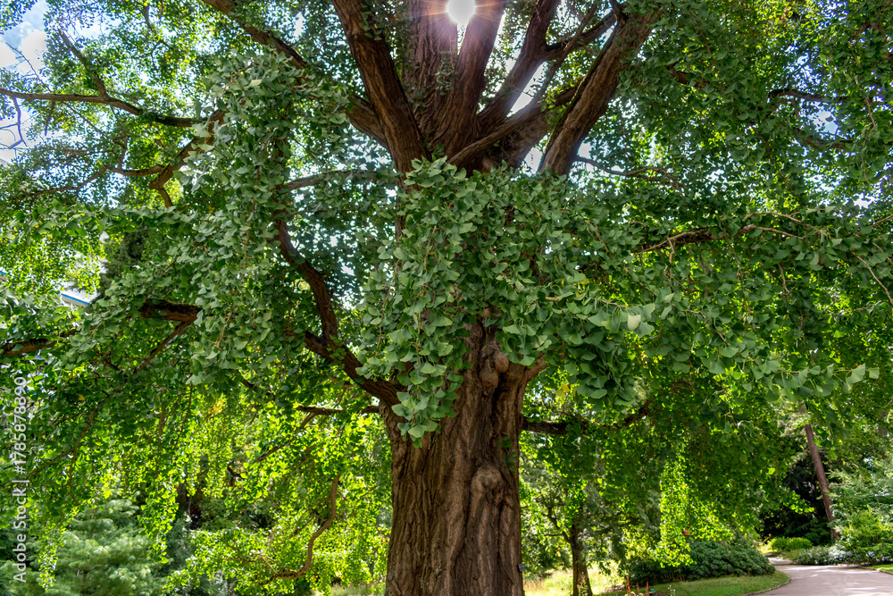 Fototapeta premium Ginkgo biloba tree with green leaves in summer