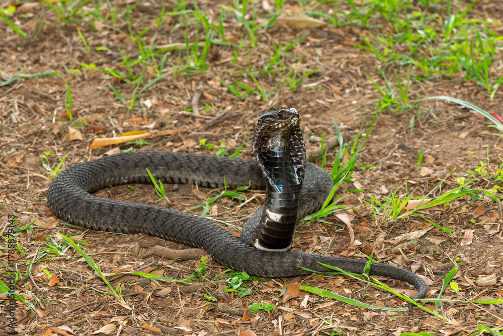 Fototapeta premium The beautiful Rinkhals (Hemachatus haemachatus), also known as a ringhals or ring-necked spitting cobra, displaying its signature hood in a defensive pose – Africa’s deadly venomous snake